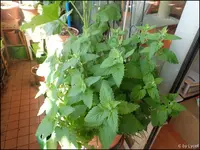 c051.webp