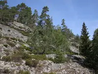 S-Sörkna2.webp