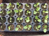 Blumenkohl 22.04.26.webp