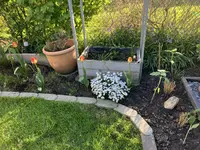 Beet m.Tulpen2.webp