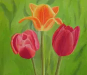 2026MÖlTulpen1.webp