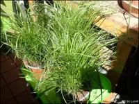 c059.webp
