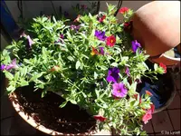 c060.webp
