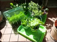 c061.webp