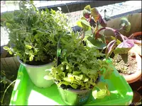c065.webp