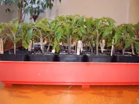 Tomaten 23.04 (1).webp
