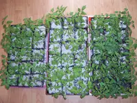 Tomaten 23.04 (2).webp