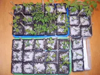 Tomaten 23.04 (3).webp