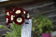 DSC01194.webp