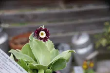 DSC01197.webp