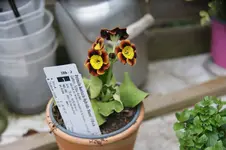 DSC01191.webp