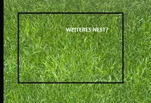 nest2-2.webp