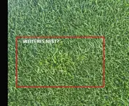 nest2.webp