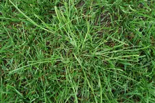 Poa trivialis 20210518.webp