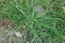 Weidelgras 2020320.webp