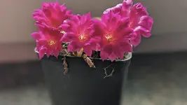 PXL_20260425_090201569.PORTRAIT.webp