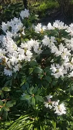 Rhodo.webp