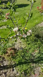 Apfel.webp