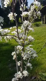 Birne.webp