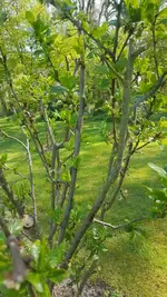 Pflaume.webp