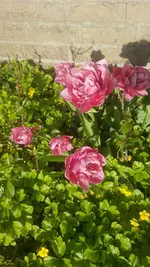 Tulpe.webp