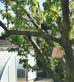 IMG_20260425_090333.webp