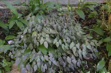 Epimedium     0426.webp