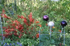 Frühling          4426.webp
