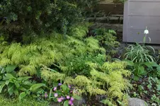 Frühling          4526.webp