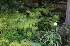 Frühling          4626.webp
