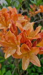 20260426_182600.webp