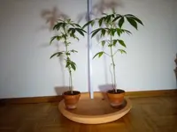 Cannabis i.S..webp