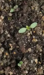 2026Thym1.webp