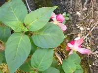035.webp