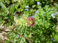 042.webp