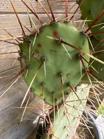 image.webp