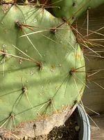 image.webp