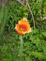 IMG_20260428_120940.webp