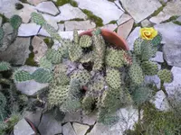 Opuntia howeyi.webp