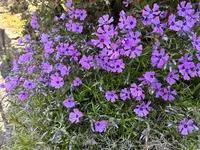 P.Phlox 28.4.26.webp