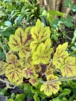 Heuchera 28.4.26.webp
