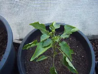Paprika Feher 30.04 (1).webp