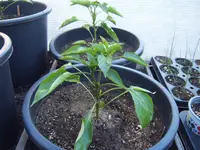 Paprika Duma 30.04 (2).webp