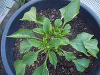 Paprika Duma 30.04 (3).webp