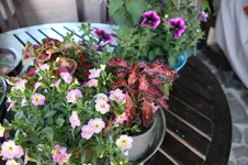 Rauscher 0326.webp