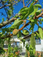 IMG_20260501_081223.webp