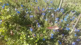 blaue Steinsame.webp