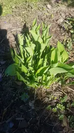 Hosta.webp