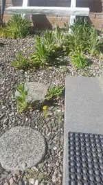 Schotterbeet2.webp