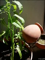 c003.webp